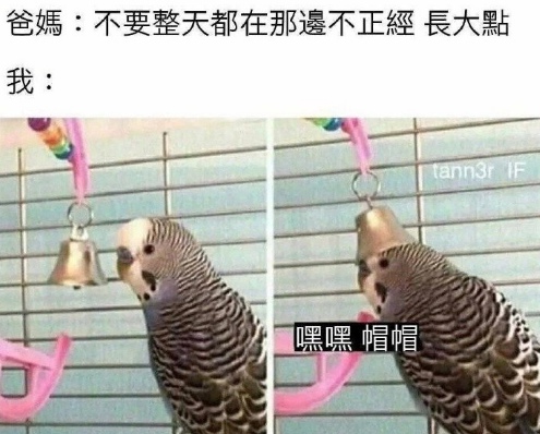 嘿嘿帽帽表情包gif 嘿嘿帽帽鸚鵡表情包