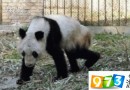 熊猫瘦成皮包骨 动物园回应:照片可能存在视觉问题