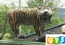 这只老虎长得太像表情包！印尼军方无法忍决定将其捣毁