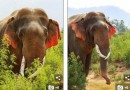 红耳朵的大象你见过吗  印度惊现红耳大象