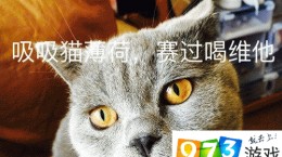 吸猫是什么意思?吸猫什么梗怎么来的?