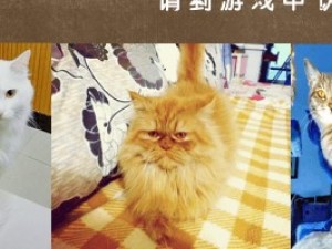在喵星的30日小游戏