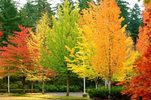 隐藏的水晶石小游戏