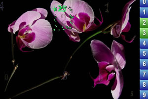 美丽图片找数字小游戏