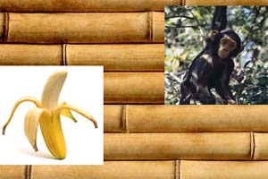 它们吃什么小游戏