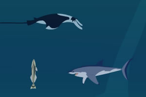 鲨鱼寄生鱼小游戏