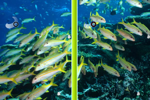 深海找贝壳小游戏