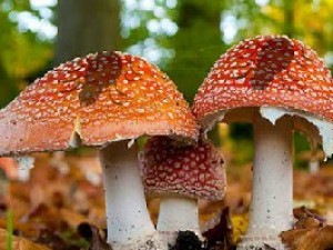 逃离毒蘑菇森林小游戏