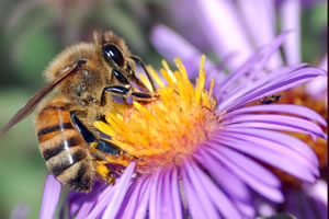 蜜蜂拼图小游戏