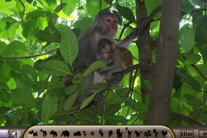 隐藏的小动物之猴宝宝小游戏