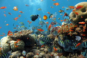 海底猎鱼小游戏