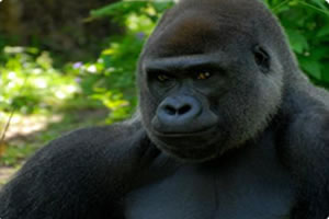 超可爱动物拼图小游戏