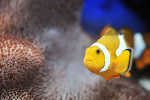 小丑鱼拼图小游戏